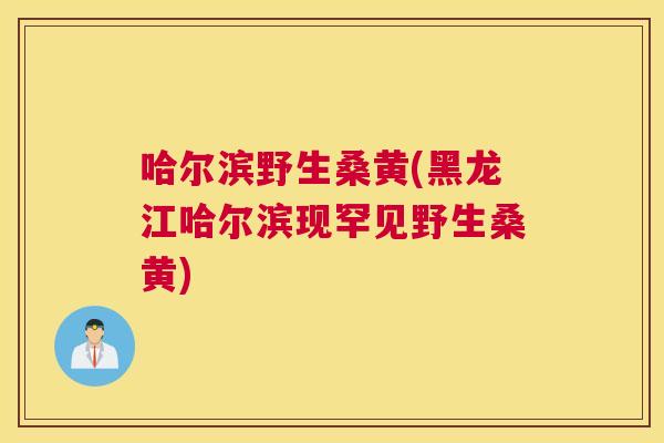 哈尔滨野生桑黄(黑龙江哈尔滨现罕见野生桑黄) 哈尔滨野生桑黄(黑龙江哈尔滨现罕见野生桑黄)