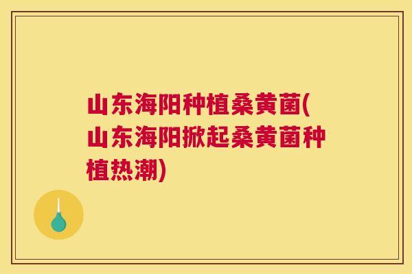 山东海阳种植桑黄菌(山东海阳掀起桑黄菌种植热潮) 山东海阳种植桑黄菌(山东海阳掀起桑黄菌种植热潮)