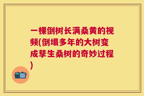 一棵倒树长满桑黄的视频(倒塌多年的大树变成孳生桑树的奇妙过程) 一棵倒树长满桑黄的视频(倒塌多年的大树变成孳生桑树的奇妙过程)