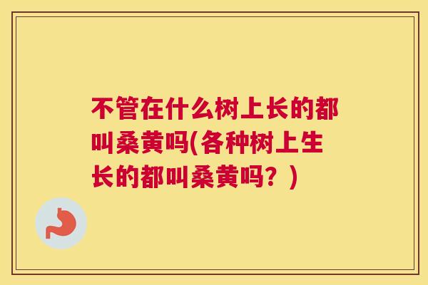 不管在什么树上长的都叫桑黄吗(各种树上生长的都叫桑黄吗?) 不管在什么树上长的都叫桑黄吗(各种树上生长的都叫桑黄吗?)