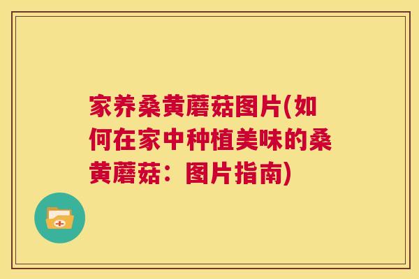家养桑黄蘑菇图片(如何在家中种植美味的桑黄蘑菇:图片指南) 家养桑黄蘑菇图片(如何在家中种植美味的桑黄蘑菇:图片指南)