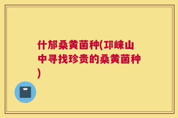 什邡桑黄菌种(邛崃山中寻找珍贵的桑黄菌种) 什邡桑黄菌种(邛崃山中寻找珍贵的桑黄菌种)