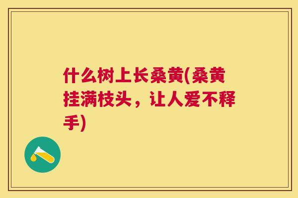什么树上长桑黄(桑黄挂满枝头,让人爱不释手) 什么树上长桑黄(桑黄挂满枝头,让人爱不释手)