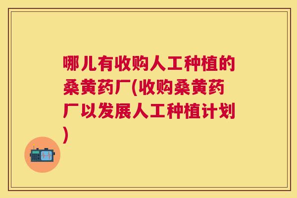 哪儿有收购人工种植的桑黄药厂(收购桑黄药厂以发展人工种植计划) 哪儿有收购人工种植的桑黄药厂(收购桑黄药厂以发展人工种植计划)