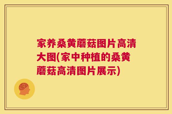 家养桑黄蘑菇图片高清大图(家中种植的桑黄蘑菇高清图片展示) 家养桑黄蘑菇图片高清大图(家中种植的桑黄蘑菇高清图片展示)