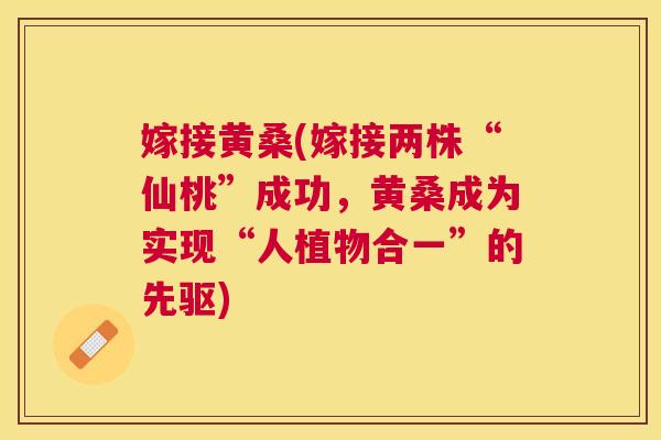 嫁接黄桑(嫁接两株“仙桃”成功,黄桑成为实现“人植物合一”的先驱) 嫁接黄桑(嫁接两株“仙桃”成功,黄桑成为实现“人植物合一”的先驱)