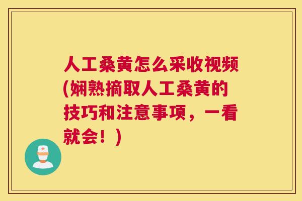 人工桑黄怎么采收视频(娴熟摘取人工桑黄的技巧和注意事项,一看就会!) 人工桑黄怎么采收视频(娴熟摘取人工桑黄的技巧和注意事项,一看就会!)