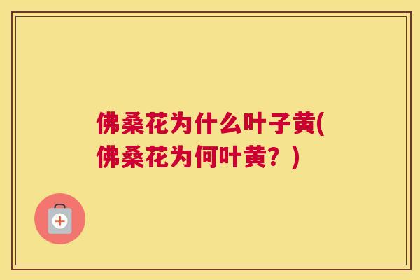 佛桑花为什么叶子黄(佛桑花为何叶黄?) 佛桑花为什么叶子黄(佛桑花为何叶黄?)