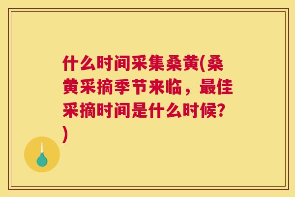 什么时间采集桑黄(桑黄采摘季节来临,佳采摘时间是什么时候?) 什么时间采集桑黄(桑黄采摘季节来临,佳采摘时间是什么时候?)