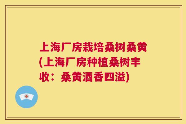 上海厂房栽培桑树桑黄(上海厂房种植桑树丰收:桑黄酒香四溢) 上海厂房栽培桑树桑黄(上海厂房种植桑树丰收:桑黄酒香四溢)