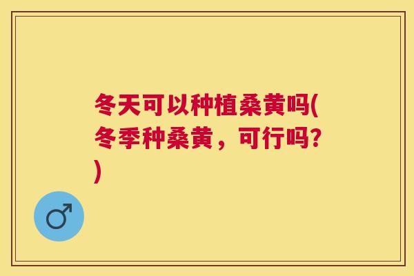 冬天可以种植桑黄吗(冬季种桑黄,可行吗?) 冬天可以种植桑黄吗(冬季种桑黄,可行吗?)