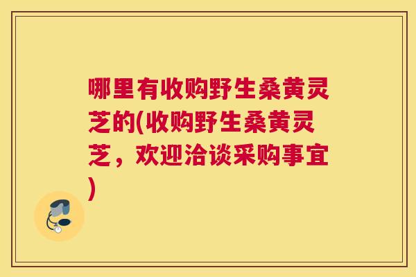 哪里有收购野生桑黄灵芝的(收购野生桑黄灵芝，欢迎洽谈采购事宜)