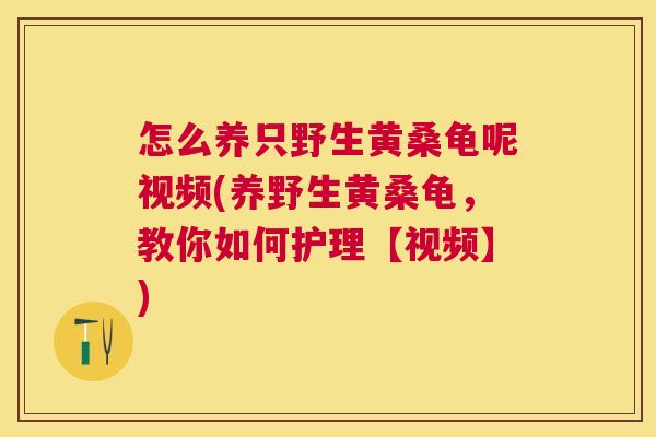 怎么养只野生黄桑龟呢视频(养野生黄桑龟,教你如何护理【视频】) 怎么养只野生黄桑龟呢视频(养野生黄桑龟,教你如何护理【视频】)