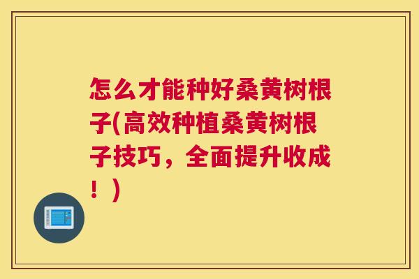怎么才能种好桑黄树根子(高效种植桑黄树根子技巧,全面提升收成!) 怎么才能种好桑黄树根子(高效种植桑黄树根子技巧,全面提升收成!)
