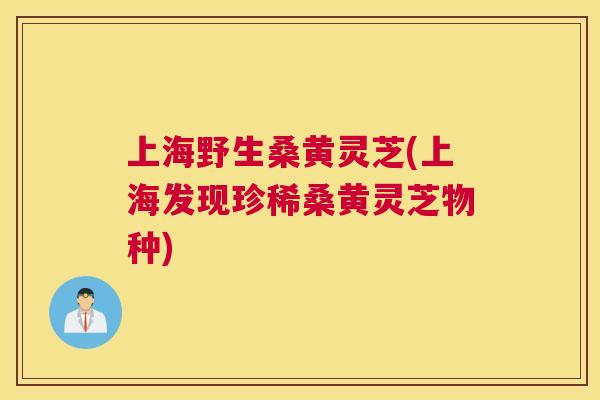 上海野生桑黄灵芝(上海发现珍稀桑黄灵芝物种) 上海野生桑黄灵芝(上海发现珍稀桑黄灵芝物种)