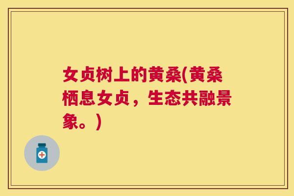 女贞树上的黄桑(黄桑栖息女贞,生态共融景象。) 女贞树上的黄桑(黄桑栖息女贞,生态共融景象。)