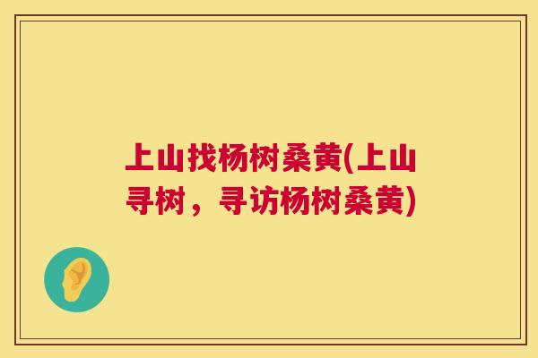 上山找杨树桑黄(上山寻树,寻访杨树桑黄) 上山找杨树桑黄(上山寻树,寻访杨树桑黄)