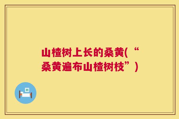 山楂树上长的桑黄(“桑黄遍布山楂树枝”) 山楂树上长的桑黄(“桑黄遍布山楂树枝”)