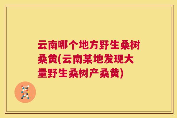 云南哪个地方野生桑树桑黄(云南某地发现大量野生桑树产桑黄) 云南哪个地方野生桑树桑黄(云南某地发现大量野生桑树产桑黄)