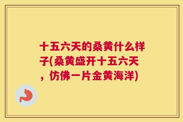 十五六天的桑黄什么样子(桑黄盛开十五六天,仿佛一片金黄海洋) 十五六天的桑黄什么样子(桑黄盛开十五六天,仿佛一片金黄海洋)