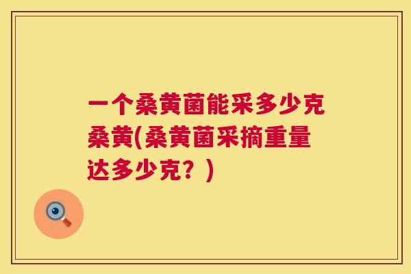 一个桑黄菌能采多少克桑黄(桑黄菌采摘重量达多少克?) 一个桑黄菌能采多少克桑黄(桑黄菌采摘重量达多少克?)