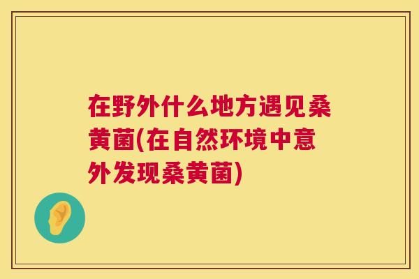 在野外什么地方遇见桑黄菌(在自然环境中意外发现桑黄菌) 在野外什么地方遇见桑黄菌(在自然环境中意外发现桑黄菌)