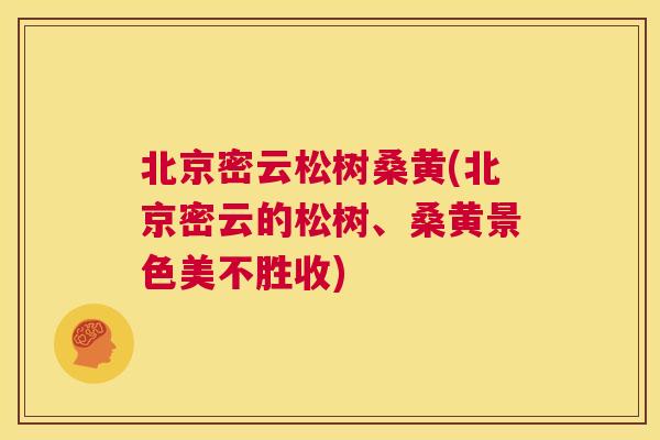 北京密云松树桑黄(北京密云的松树、桑黄景色美不胜收)