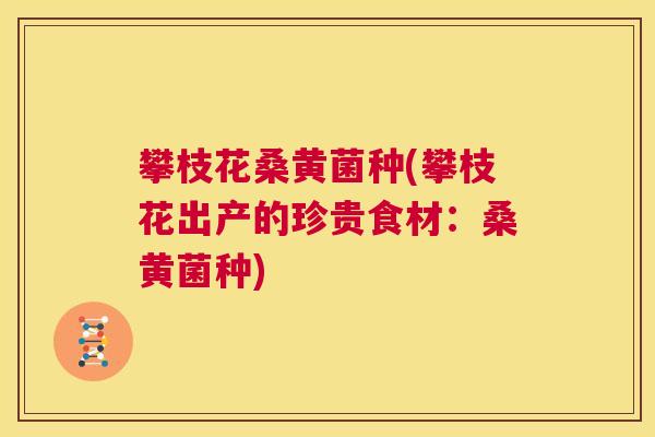 攀枝花桑黄菌种(攀枝花出产的珍贵食材:桑黄菌种) 攀枝花桑黄菌种(攀枝花出产的珍贵食材:桑黄菌种)