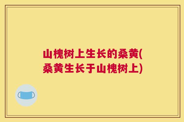 山槐树上生长的桑黄(桑黄生长于山槐树上) 山槐树上生长的桑黄(桑黄生长于山槐树上)