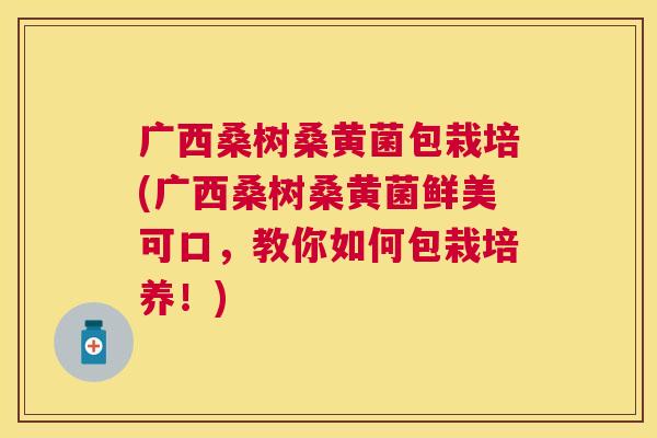 广西桑树桑黄菌包栽培(广西桑树桑黄菌鲜美可口,教你如何包栽培养!) 广西桑树桑黄菌包栽培(广西桑树桑黄菌鲜美可口,教你如何包栽培养!)