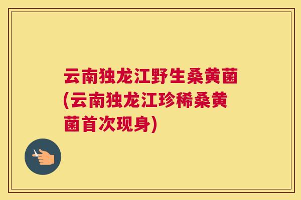 云南独龙江野生桑黄菌(云南独龙江珍稀桑黄菌首次现身) 云南独龙江野生桑黄菌(云南独龙江珍稀桑黄菌首次现身)
