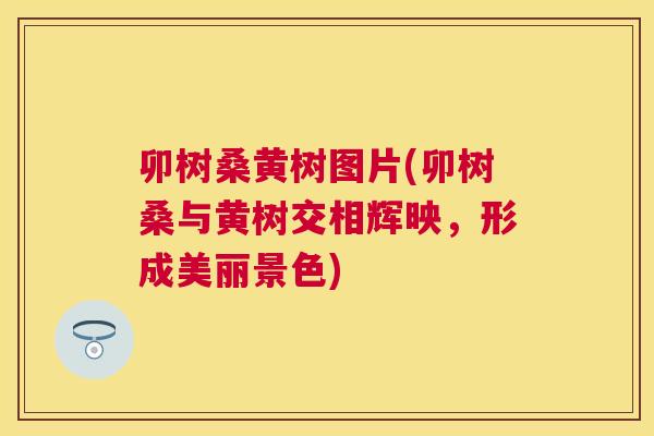 卯树桑黄树图片(卯树桑与黄树交相辉映,形成美丽景色) 卯树桑黄树图片(卯树桑与黄树交相辉映,形成美丽景色)