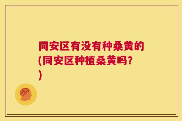 同安区有没有种桑黄的(同安区种植桑黄吗？)