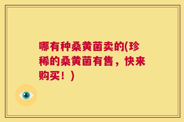 哪有种桑黄菌卖的(珍稀的桑黄菌有售,快来购买!) 哪有种桑黄菌卖的(珍稀的桑黄菌有售,快来购买!)