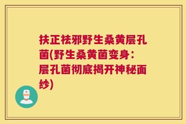 扶正祛邪野生桑黄层孔菌(野生桑黄菌变身:层孔菌彻底揭开神秘面纱) 扶正祛邪野生桑黄层孔菌(野生桑黄菌变身:层孔菌彻底揭开神秘面纱)