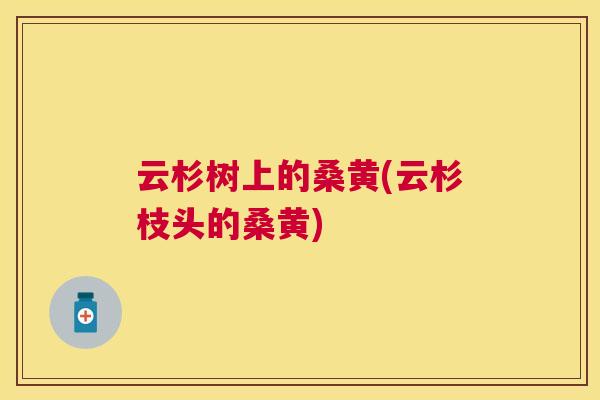 云杉树上的桑黄(云杉枝头的桑黄) 云杉树上的桑黄(云杉枝头的桑黄)