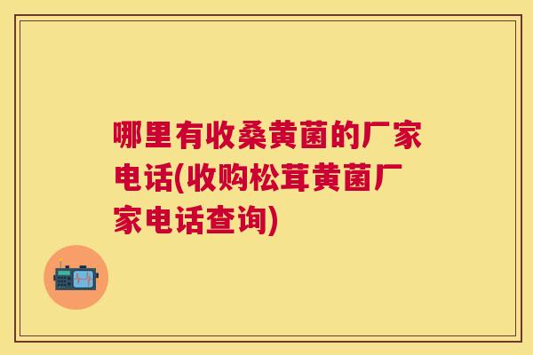 哪里有收桑黄菌的厂家电话(收购松茸黄菌厂家电话查询) 哪里有收桑黄菌的厂家电话(收购松茸黄菌厂家电话查询)