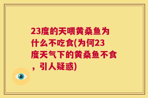 23度的天喂黄桑鱼为什么不吃食(为何23度天气下的黄桑鱼不食,引人疑惑) 23度的天喂黄桑鱼为什么不吃食(为何23度天气下的黄桑鱼不食,引人疑惑)