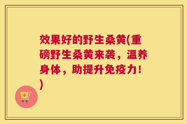 效果好的野生桑黄(重磅野生桑黄来袭,温养身体,助提升力!) 效果好的野生桑黄(重磅野生桑黄来袭,温养身体,助提升力!)