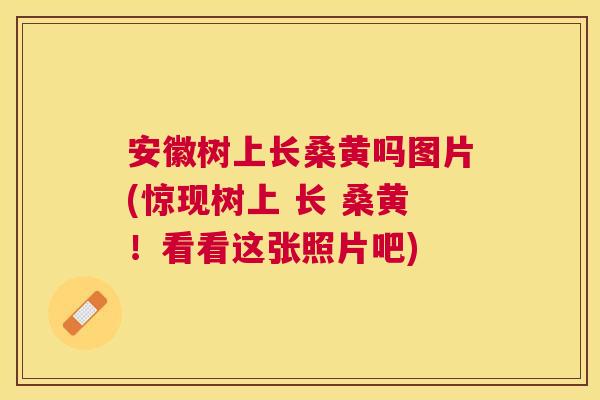 安徽树上长桑黄吗图片(惊现树上 长 桑黄!看看这张照片吧) 安徽树上长桑黄吗图片(惊现树上 长 桑黄!看看这张照片吧)