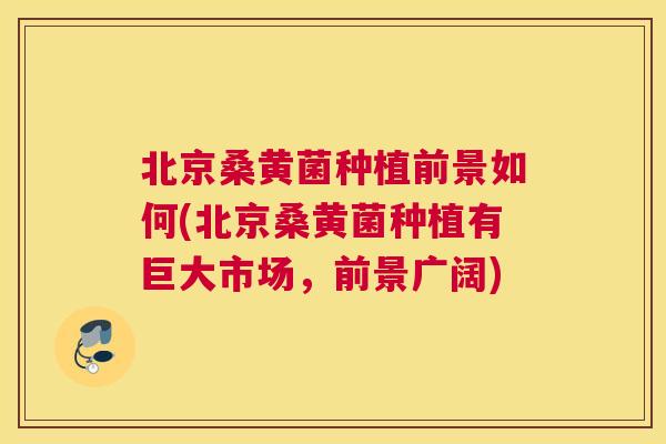 北京桑黄菌种植前景如何(北京桑黄菌种植有巨大市场,前景广阔) 北京桑黄菌种植前景如何(北京桑黄菌种植有巨大市场,前景广阔)
