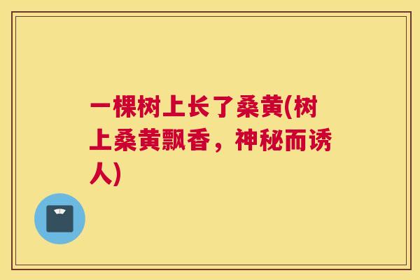 一棵树上长了桑黄(树上桑黄飘香,神秘而诱人) 一棵树上长了桑黄(树上桑黄飘香,神秘而诱人)