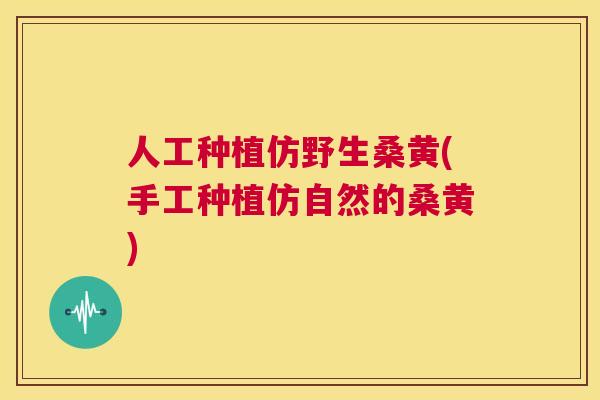 人工种植仿野生桑黄(手工种植仿自然的桑黄) 人工种植仿野生桑黄(手工种植仿自然的桑黄)