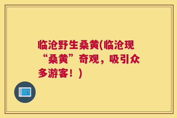 临沧野生桑黄(临沧现“桑黄”奇观,吸引众多游客!) 临沧野生桑黄(临沧现“桑黄”奇观,吸引众多游客!)