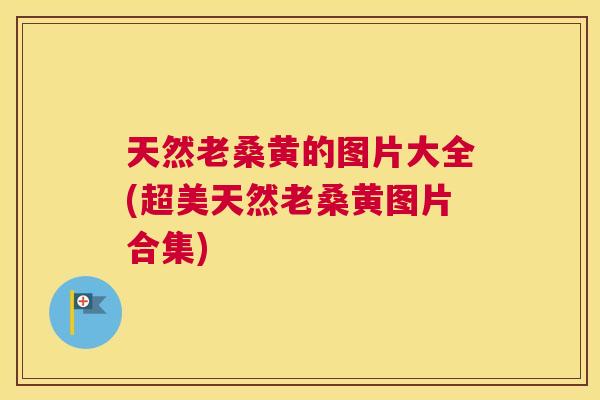 天然老桑黄的图片大全(超美天然老桑黄图片合集)