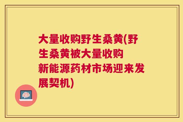 大量收购野生桑黄(野生桑黄被大量收购 新能源药材市场迎来发展契机) 大量收购野生桑黄(野生桑黄被大量收购 新能源药材市场迎来发展契机)