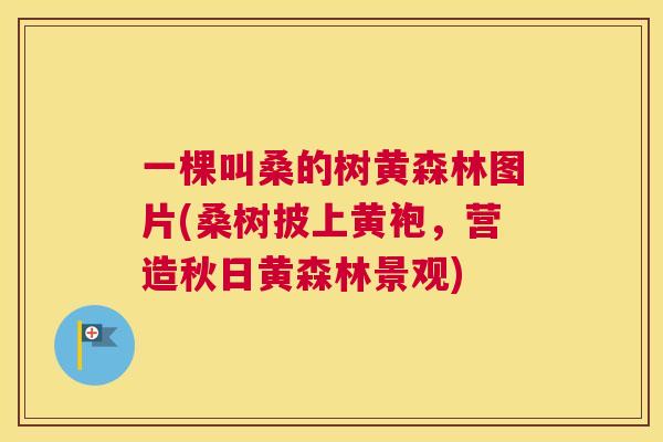 一棵叫桑的树黄森林图片(桑树披上黄袍,营造秋日黄森林景观) 一棵叫桑的树黄森林图片(桑树披上黄袍,营造秋日黄森林景观)