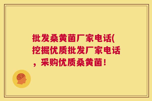 批发桑黄菌厂家电话(挖掘优质批发厂家电话,采购优质桑黄菌! 批发桑黄菌厂家电话(挖掘优质批发厂家电话,采购优质桑黄菌!