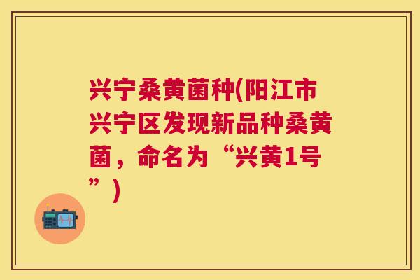 兴宁桑黄菌种(阳江市兴宁区发现新品种桑黄菌,命名为“兴黄1号”) 兴宁桑黄菌种(阳江市兴宁区发现新品种桑黄菌,命名为“兴黄1号”)