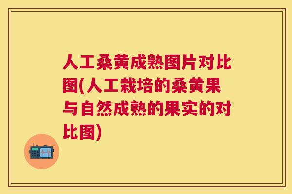 人工桑黄成熟图片对比图(人工栽培的桑黄果与自然成熟的果实的对比图) 人工桑黄成熟图片对比图(人工栽培的桑黄果与自然成熟的果实的对比图)